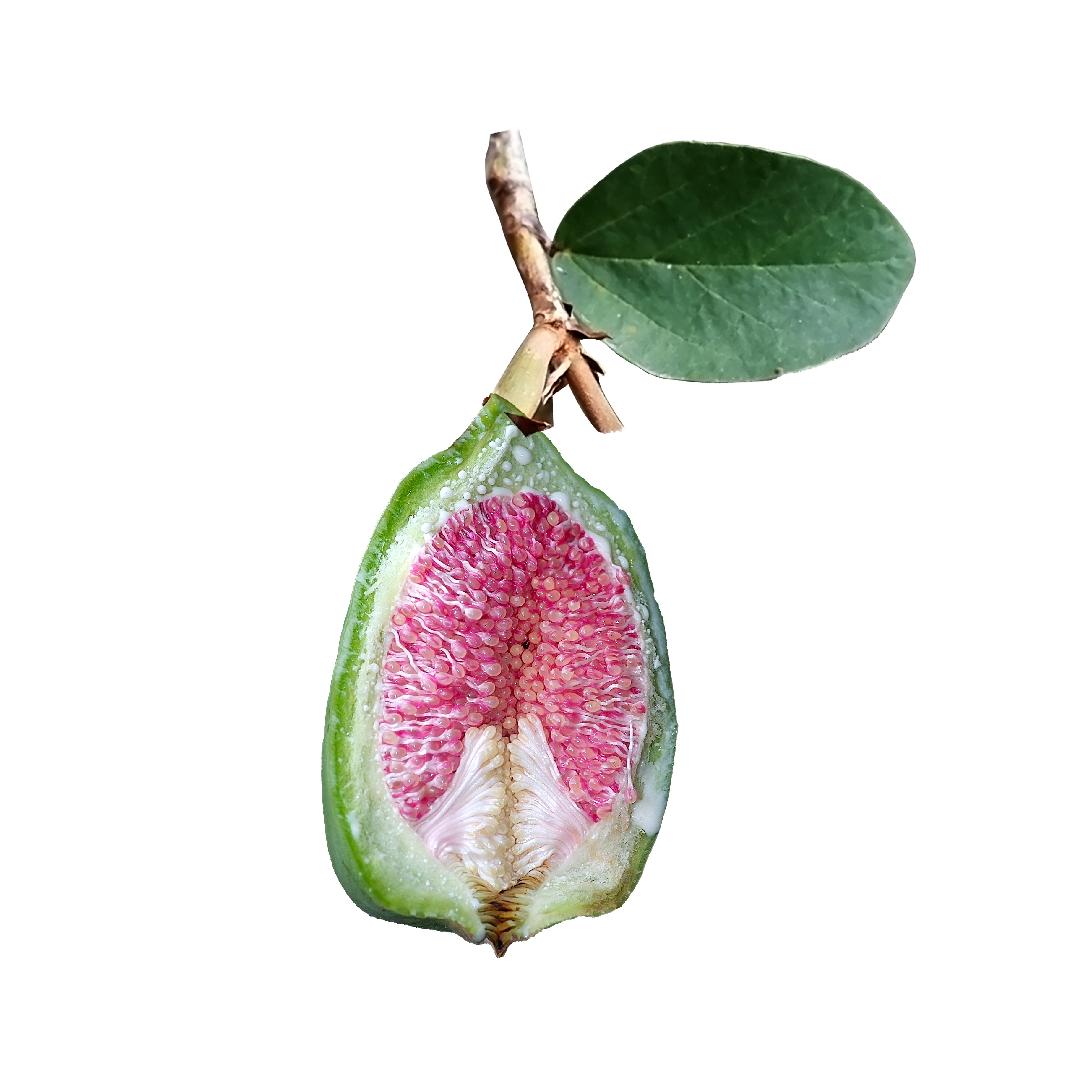 凉粉新货2021冰粉籽手籽薜荔籽商用用木爱玉其它干货