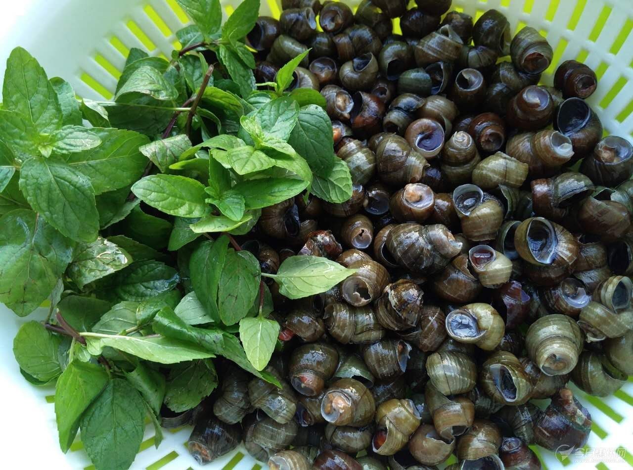 5斤装中号田螺泥螺清水专做螺蛳熬汤鲜活发货手机保护套