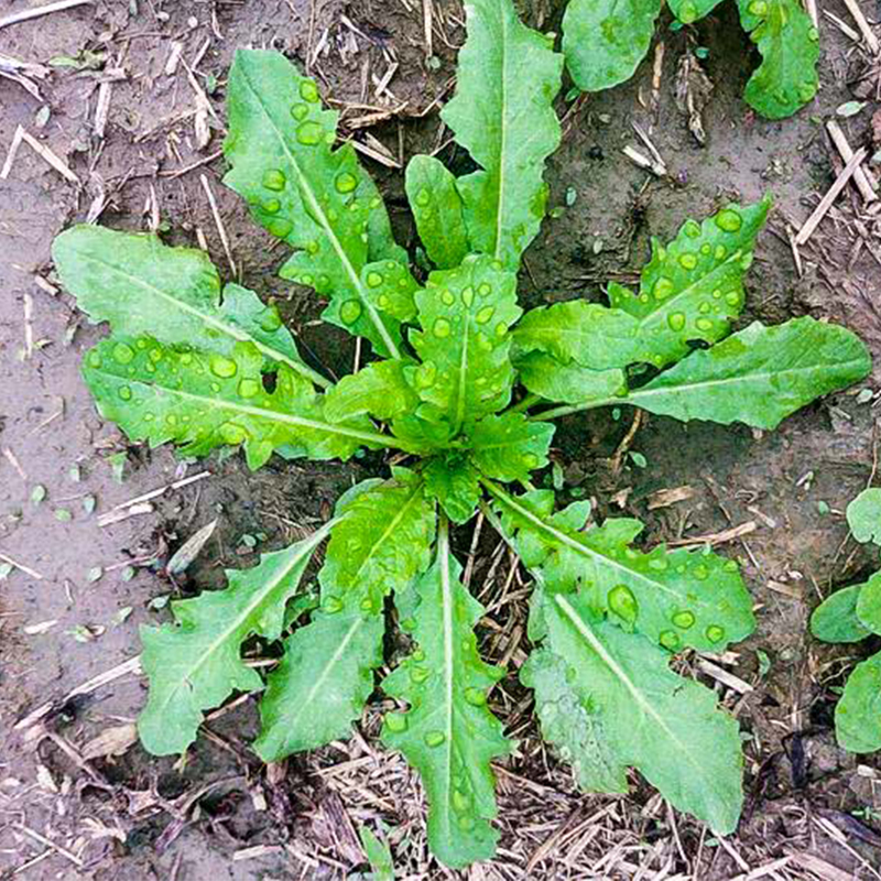 野菜种子大全可食用曲麻荠菜紫苏阳台盆栽庭院家庭园艺种子