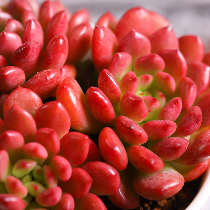 植物红宝石多肉多头群生组合盆栽绿植办公室花卉多肉植物