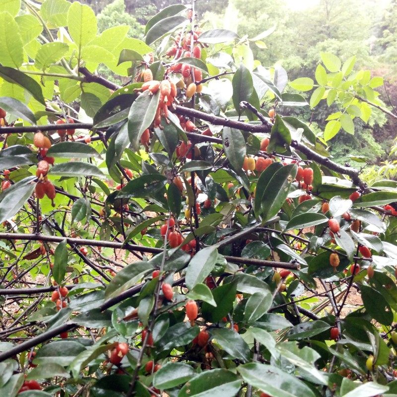 羊奶树苗果树奶子胡秃树桩四季常青盆栽绿植绿植