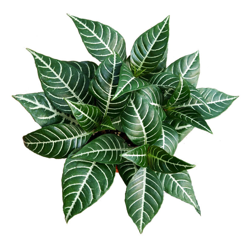 花叶斑马植物叶植物绿植脉竹容易非常爵床花卉绿植