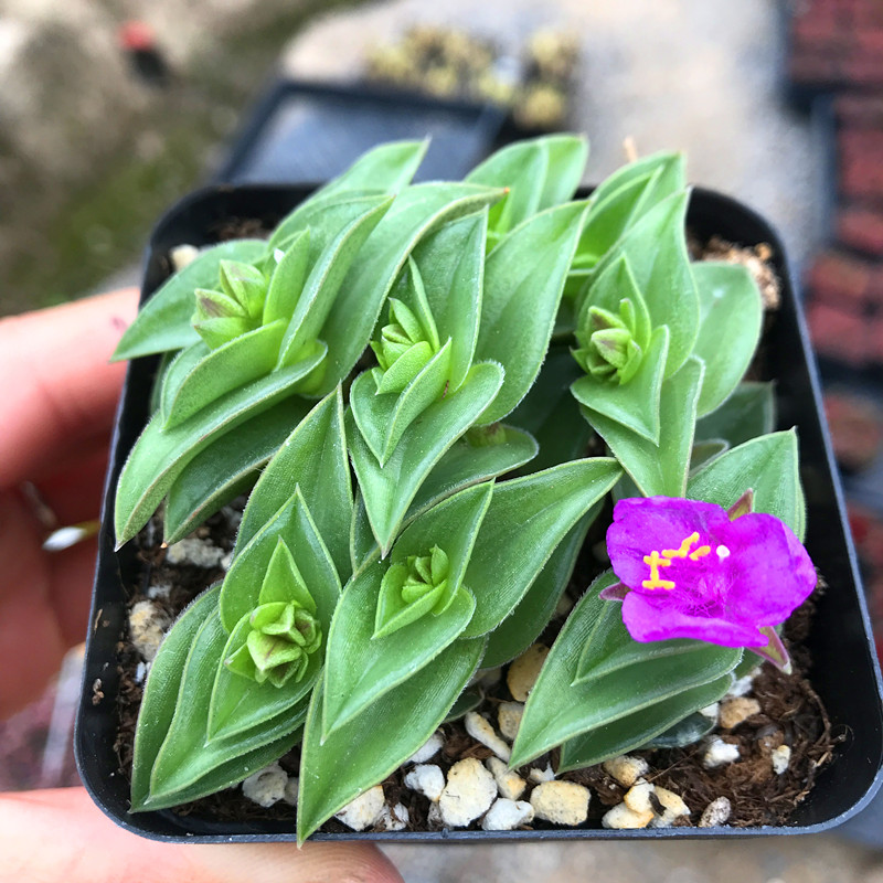 盆栽植物一帆风顺重扇多肉办公室肉肉花卉组合多肉植物