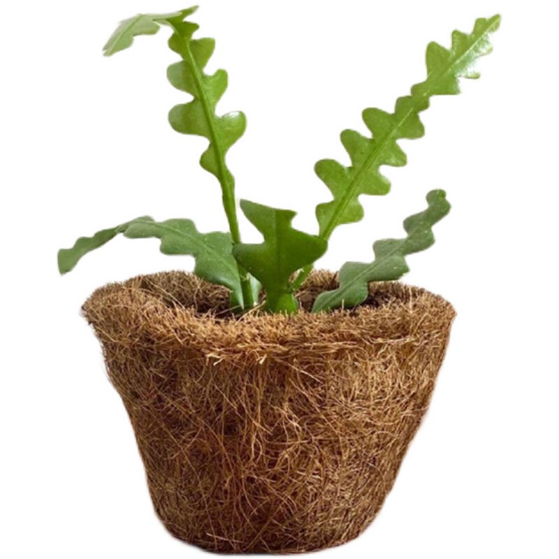 fishbone鱼骨令箭稀有品种多植物仙人掌室内盆栽多肉植物