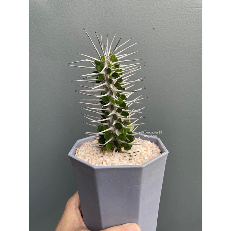 地狱魔针多肉植物稀有冷门大戟科强刺美刺龙树多肉植物