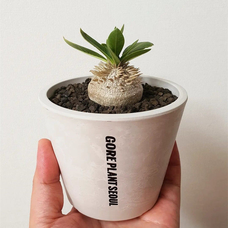 仙人惠比大黑盆栽进口多肉植物块根室内花卉多肉植物