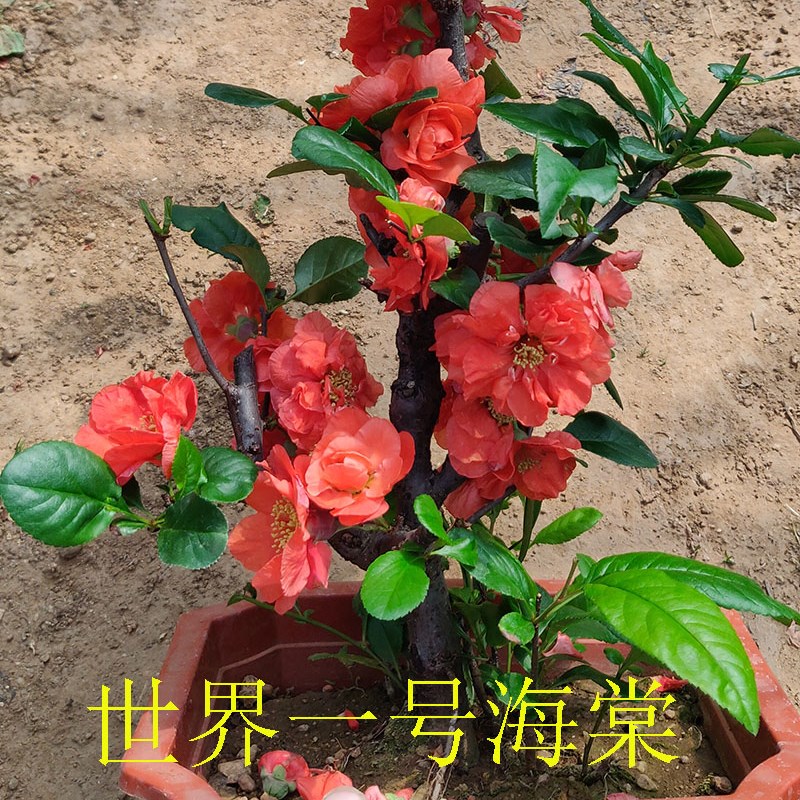 原生世界a一号海棠长寿冠长寿乐迎春木瓜海棠垂丝十二一重海棠  价格