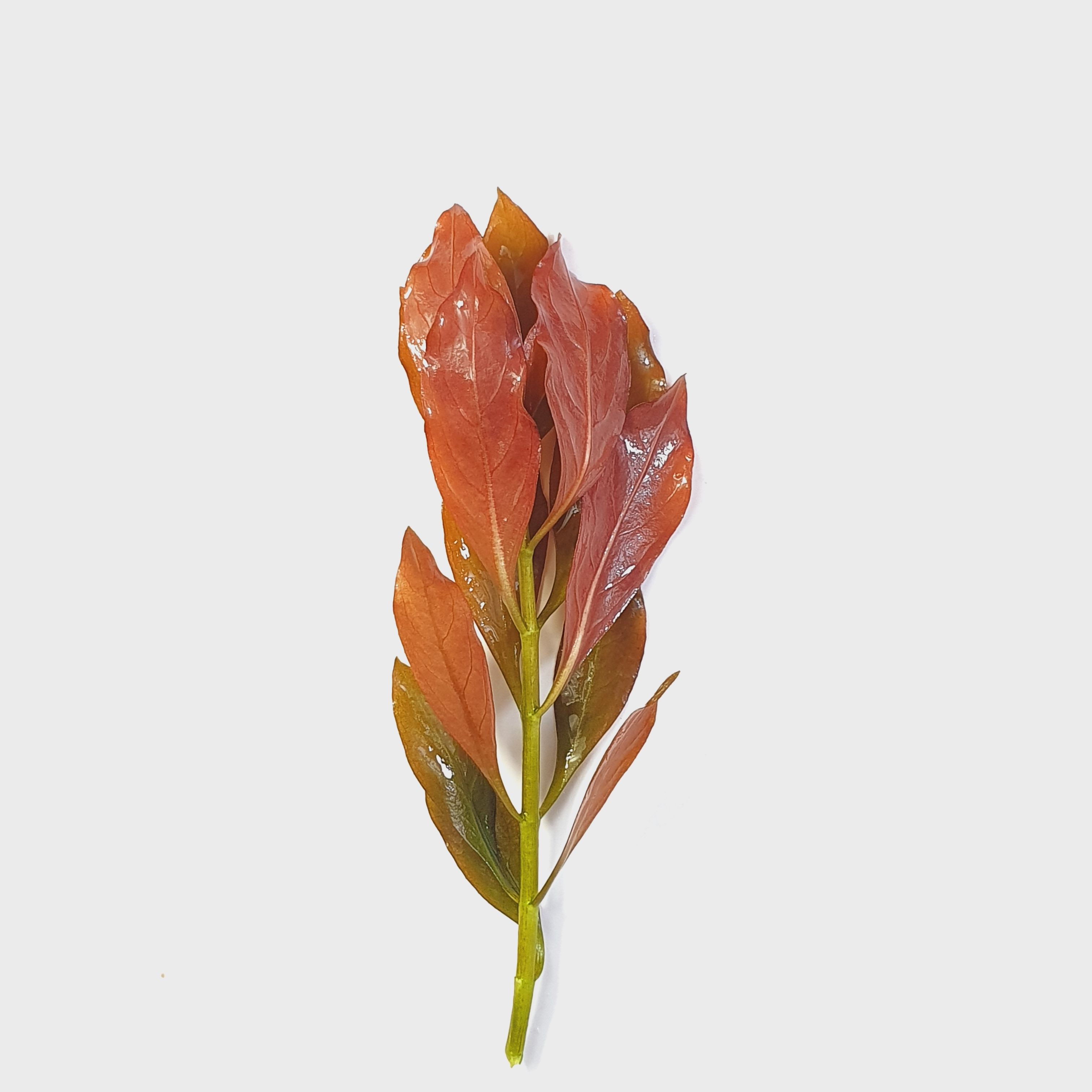 水草鲁宾叶底红大叶丁香自养水下叶大红叶草草水草