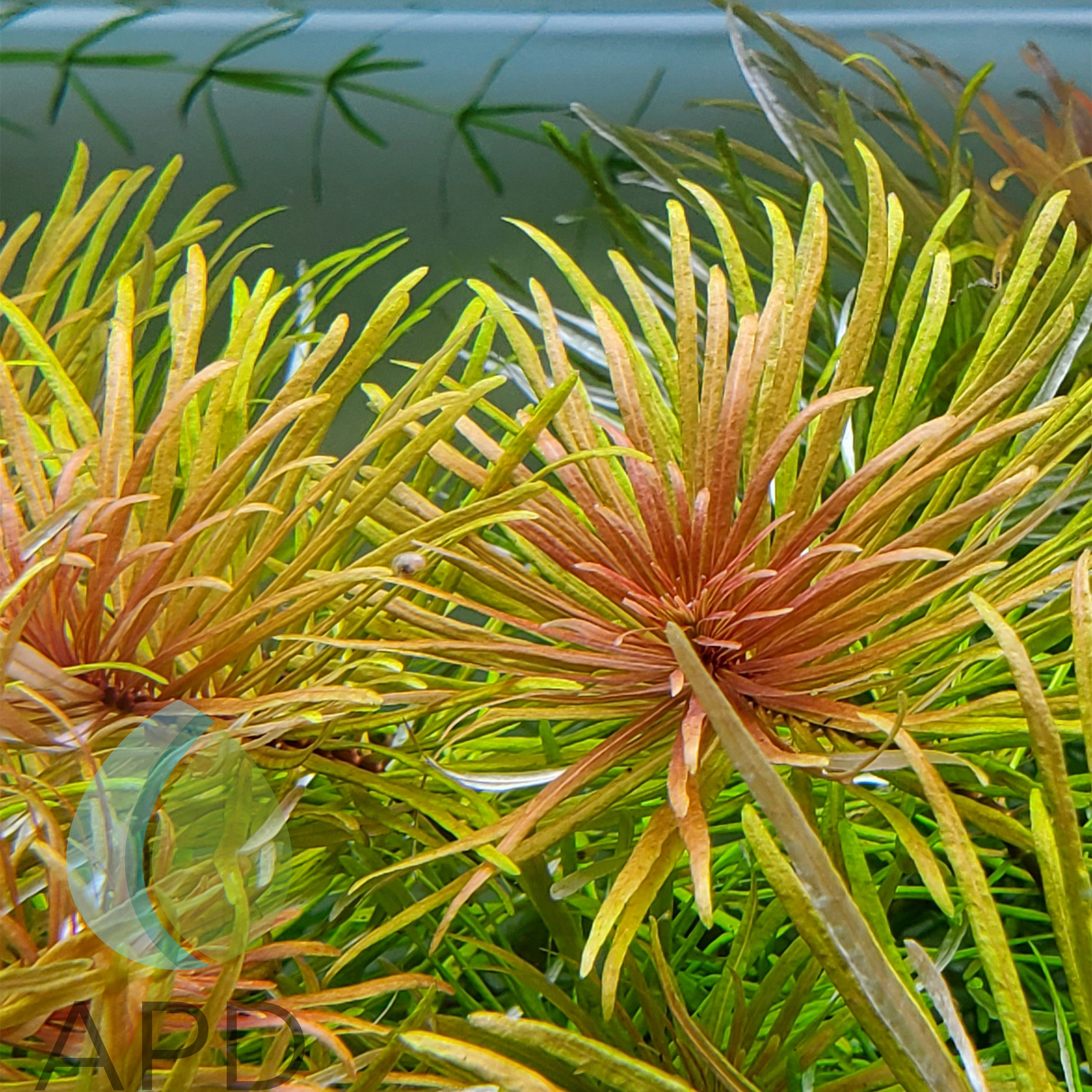 水草古巴叶底红百叶茎草荷兰景水草草造景开缸水草