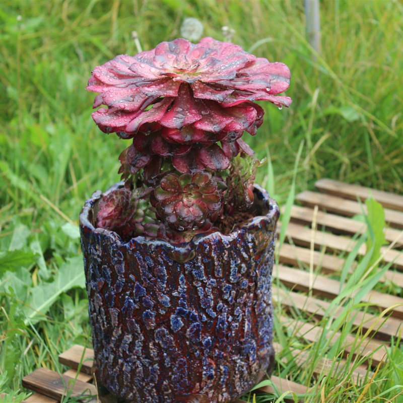 法师美杜莎腹轮万圣节植物老桩非常容易水墨画花盆多肉植物