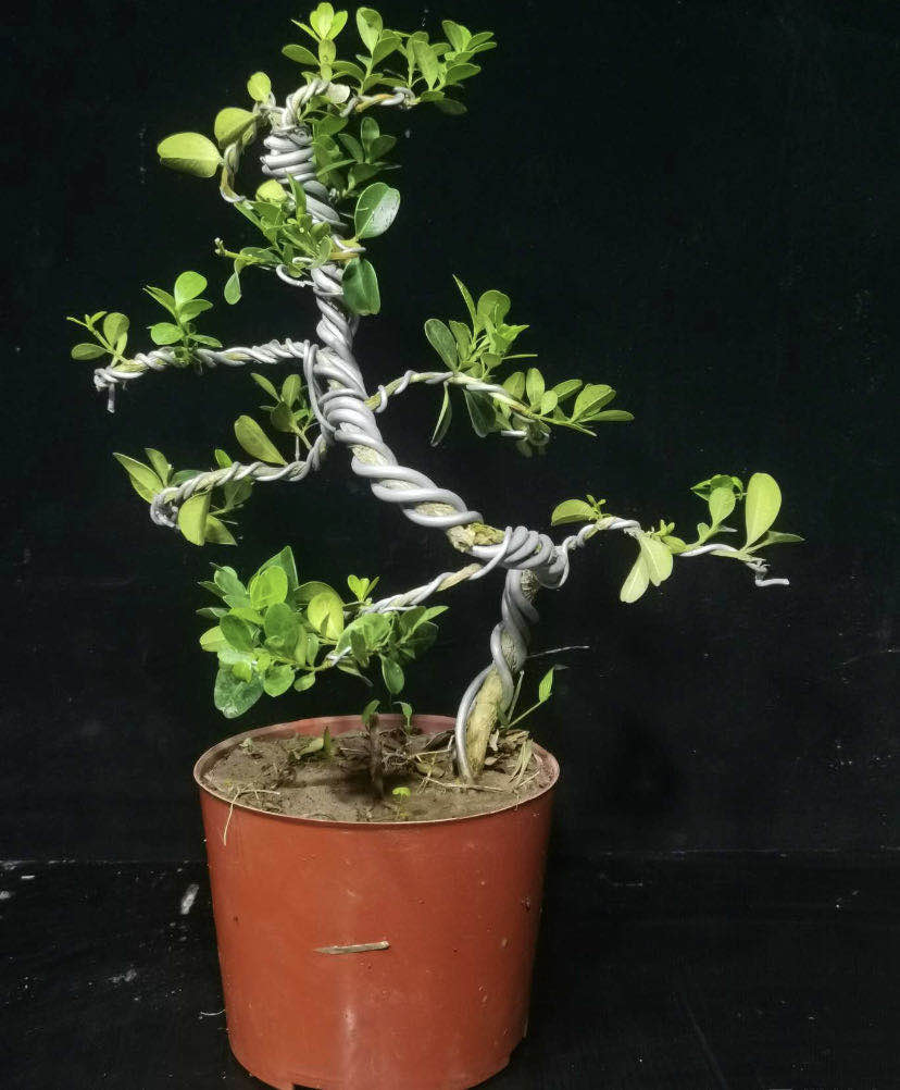 常绿观瓜子豆瓣杨树黄杨树1kg耐寒黄杨小苗叶植物绿植