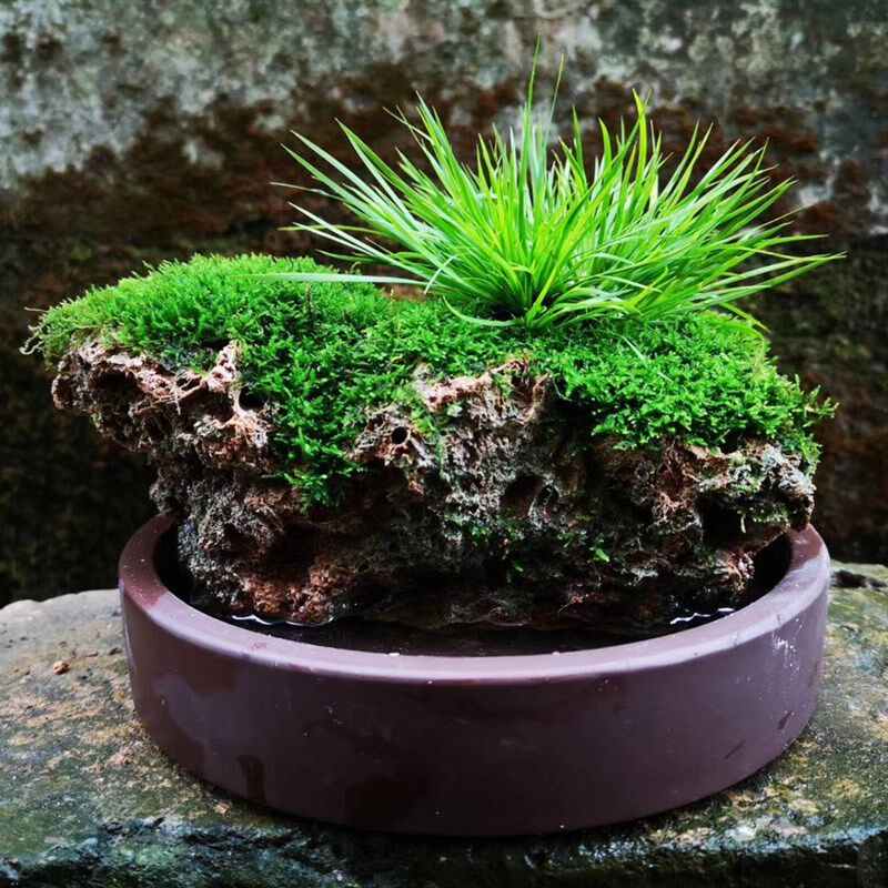 盆景桌面石菖蒲上水花盆中等加湿器绿化多肉吸水花盆