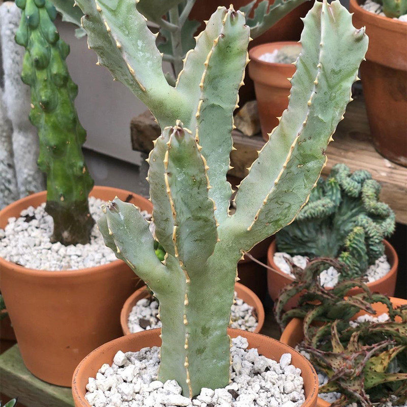 四角萝藦仙人柱白犀牛桌面绿植盆栽客厅北欧多肉植物