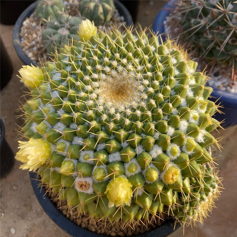 仙人金洋球实生乳突球属硬刺仙人掌开花桌面小型多肉植物