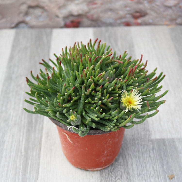 天赐阳台类肉块根新款花卉开花多肉养活易养活多肉植物