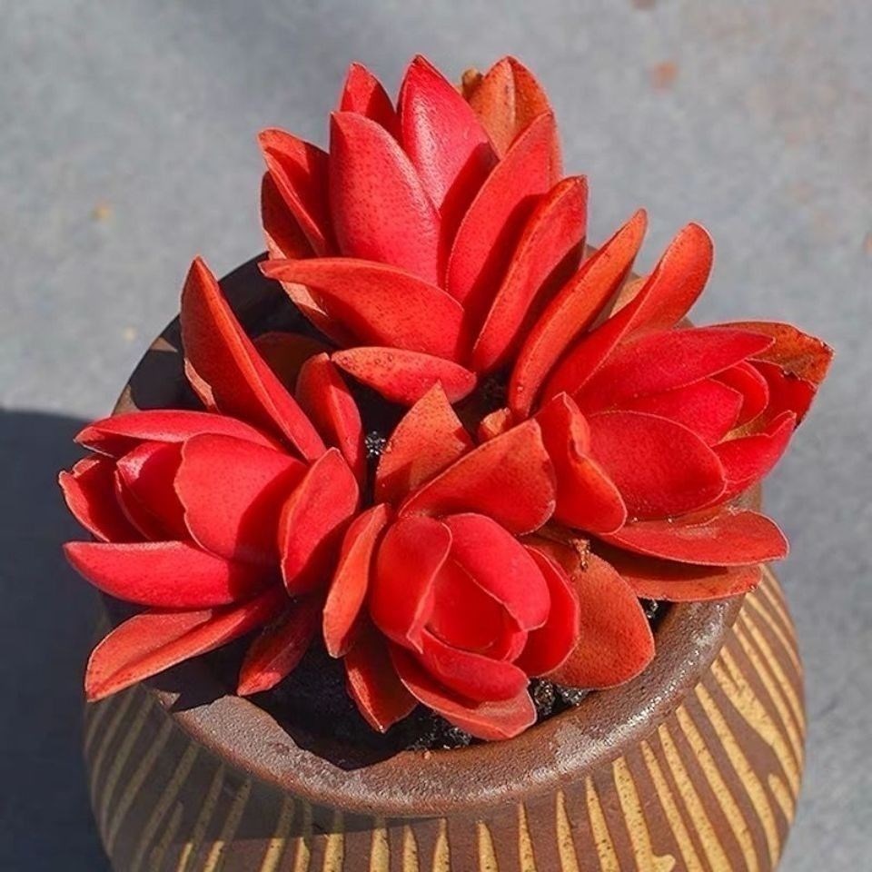 火祭多肉植物秋火象征日子蒸蒸日上红红火火阳台盆栽多肉植物