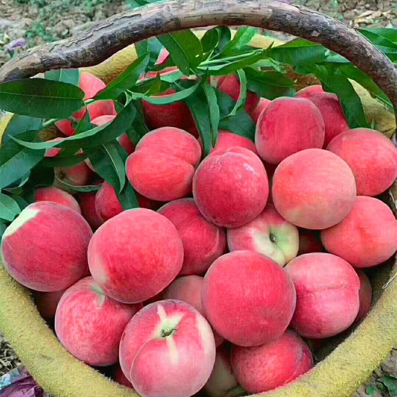 甘肃天水秦安水蜜桃水果当季整箱新鲜桃子毛桃桃