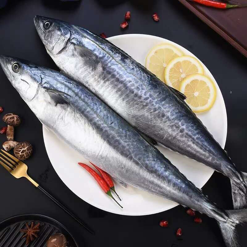 大鲅新鲜鲐鲅马鲛鱼大整条冷冻青花马友海鲜马交鱼马鲛鱼