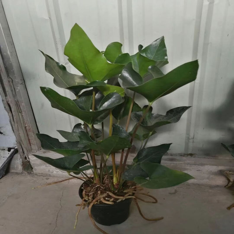 国王喜阴耐寒土培培可可水盆景绿植叶盆景植物观绿植