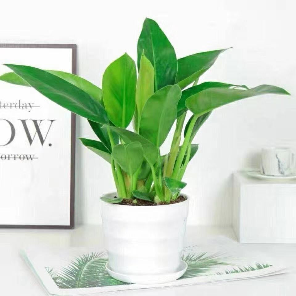 室内盆栽植物不需要阳光大叶金钻四季常青绿植绿植