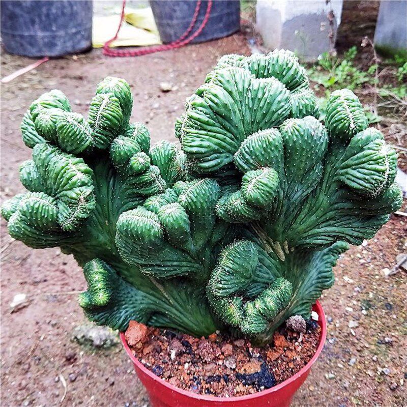 实生五指山绿植花卉庭院避邪山镇五指仙人掌山影多肉植物