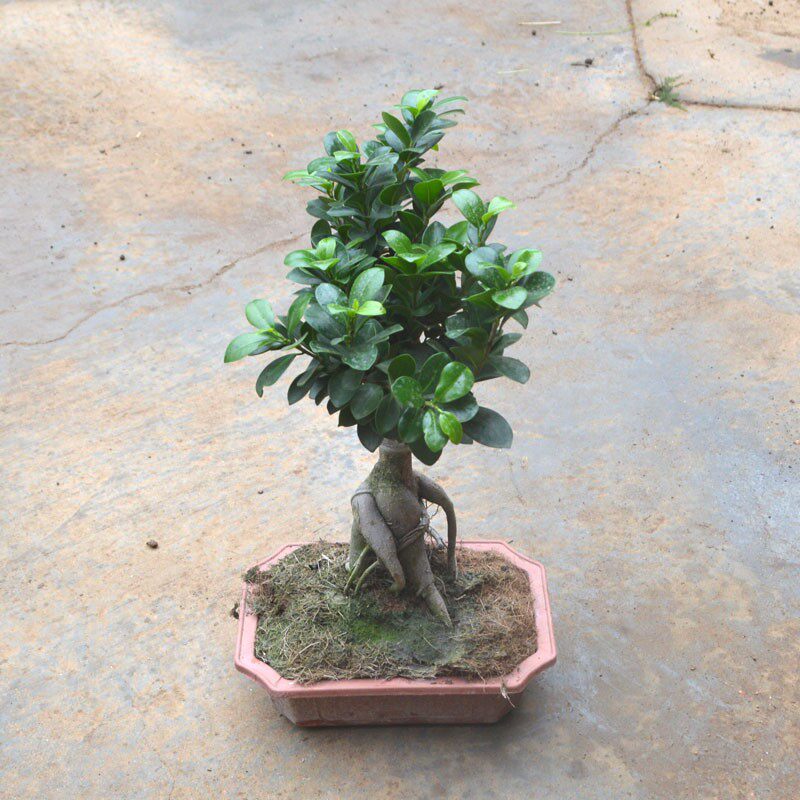 榕树盆景树苗盆树绿植发贵小榕树树桩栽桩文竹绿植