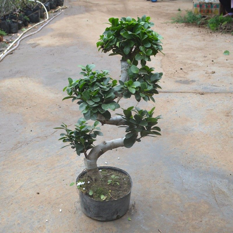 榕树盆景树苗盆树绿植发贵小榕树树桩栽桩文竹绿植