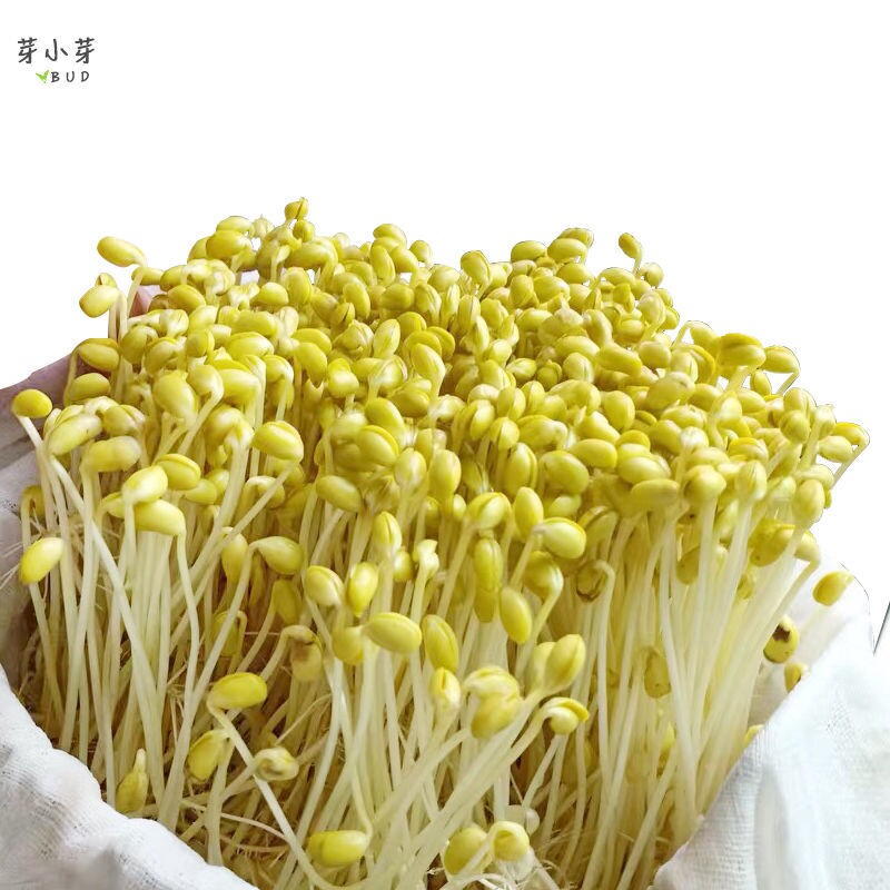 豆芽种子专用黄豆绿豆黑豆菜种芽苗菜无土水培家庭园艺种子