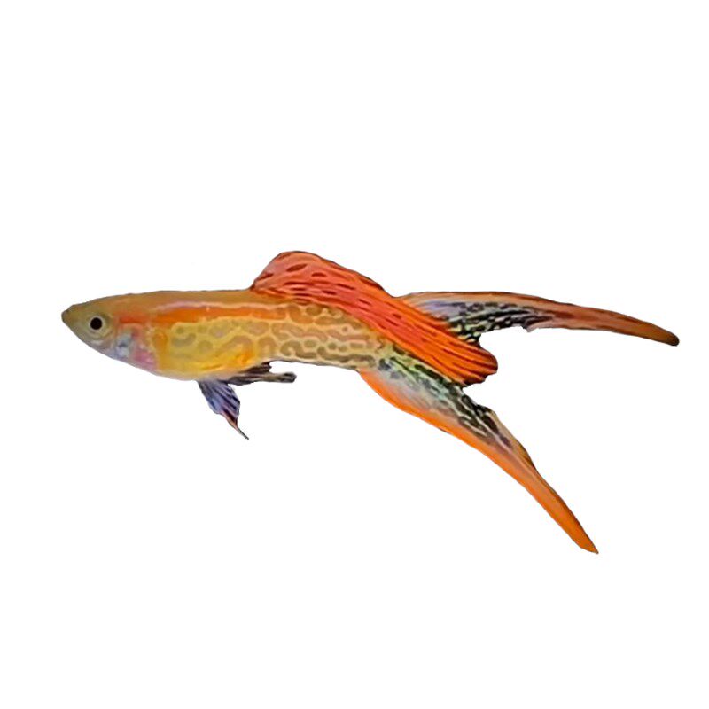 水族孔雀活体蕾丝双剑凤尾鱼热带观赏淡水自家鱼