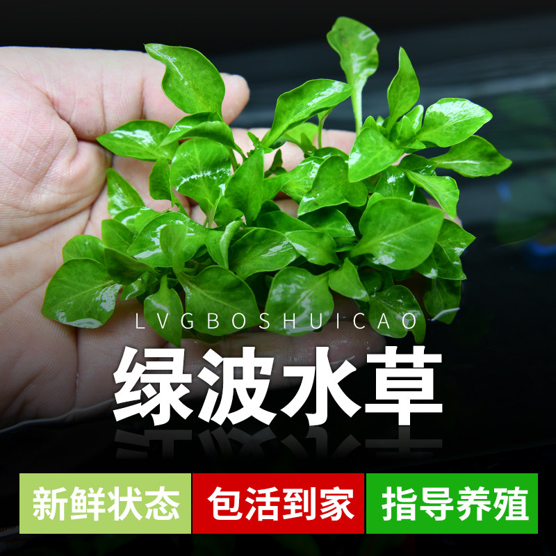 鱼缸新手水草造景套餐懒人入门定植阴性淡水水草