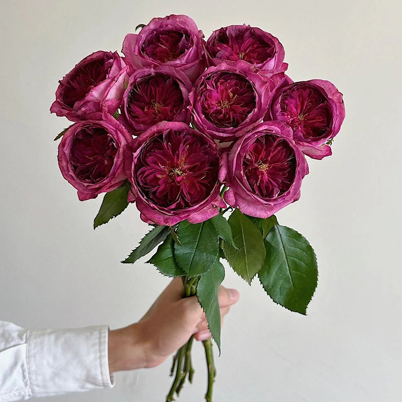 蓝莓蛋糕月季花大苗戴尔巴德系列特大花浓水果月季