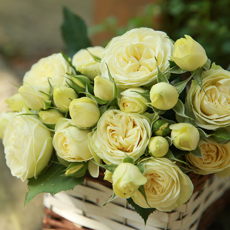 奶油龙沙微型月季花苗盆栽阳台丰花多季开花玫瑰花苗浓香花卉植物