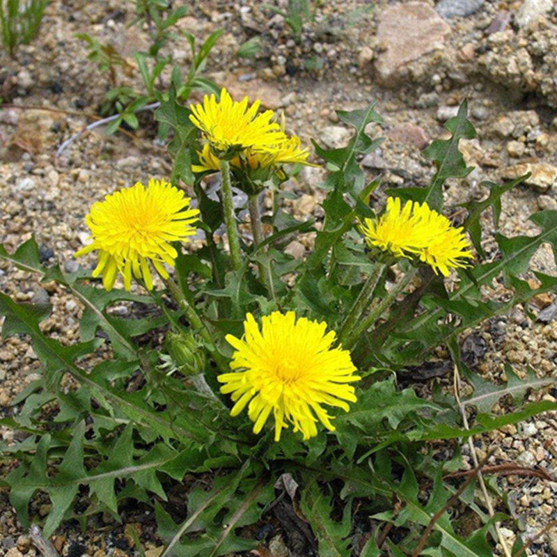 东北植物花卉易活盆栽家庭地丁黄花中草蒲公花卉