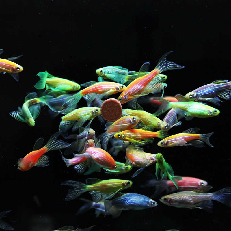 蝶翼斑马稀有热带小型观赏鱼活体荧光翡翠群游鱼