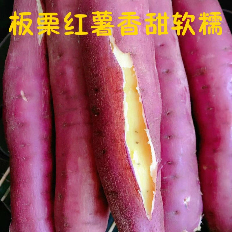 新鲜红薯现挖5斤陕西沙地板栗白黄心番薯地瓜番薯