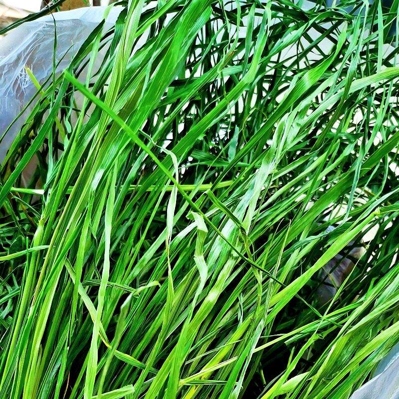 优源牧场21年烘干摩西草北毛重1kg包邮兔兔手机保护套