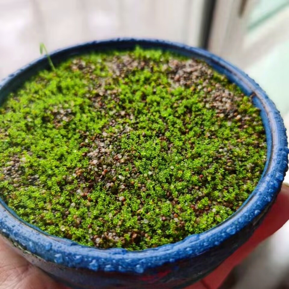 苔藓盆景朵朵草籽景观铺面盆栽孢子粉石盆景吸水创意迷你植物