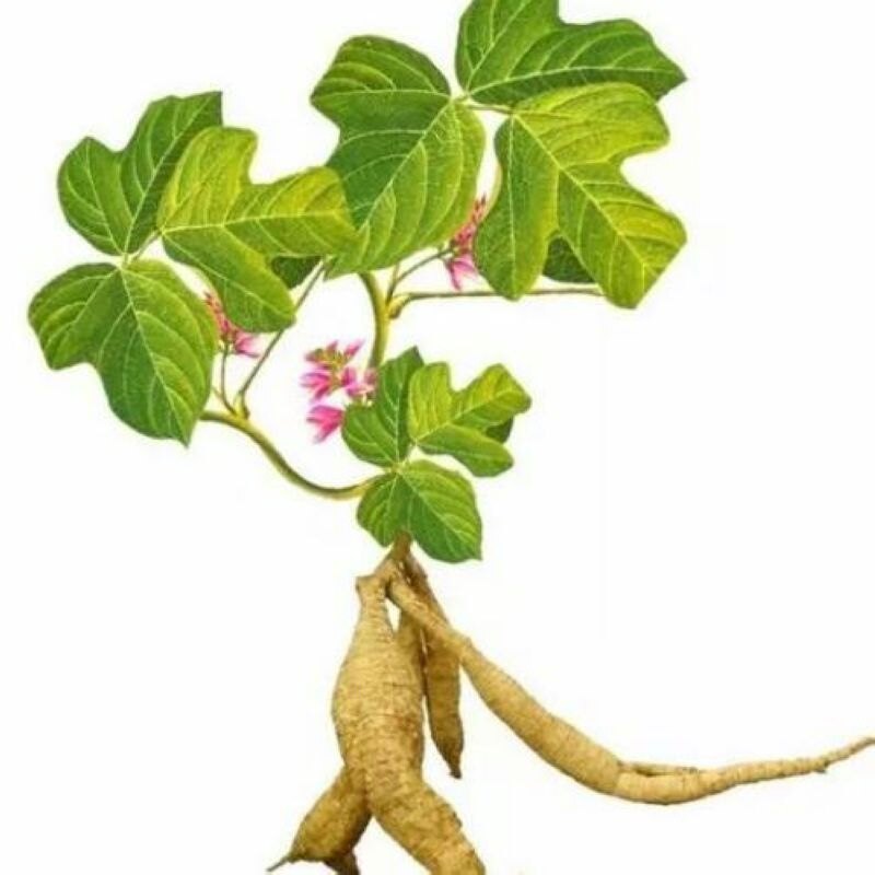 葛藤种子护坡种籽百花银背藤野野葛边坡绿化家庭园艺种子