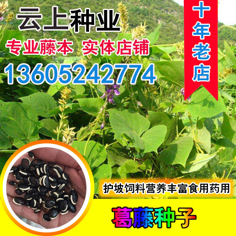 葛藤种子护坡种籽百花银背藤野野葛边坡绿化家庭园艺种子