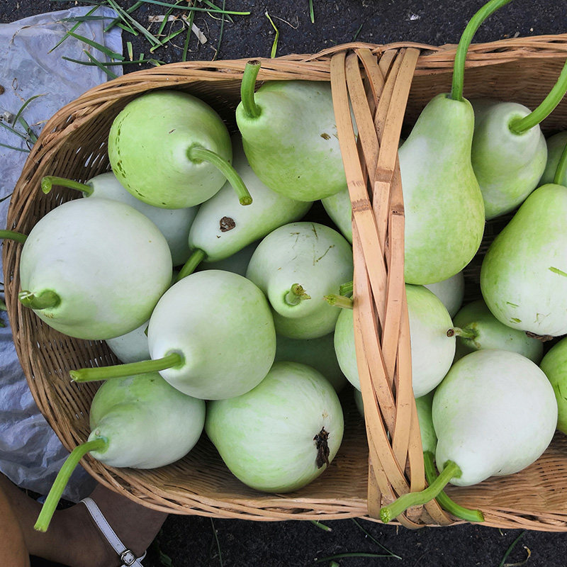 葫芦新鲜蔬菜瓜田蒲菜短瓠瓠瓜瓜包其它