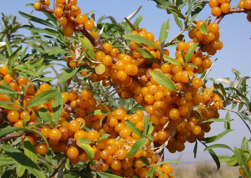 种子沙棘水果药材带刺植物沙枣醋柳黄酸刺酸刺家庭园艺种子