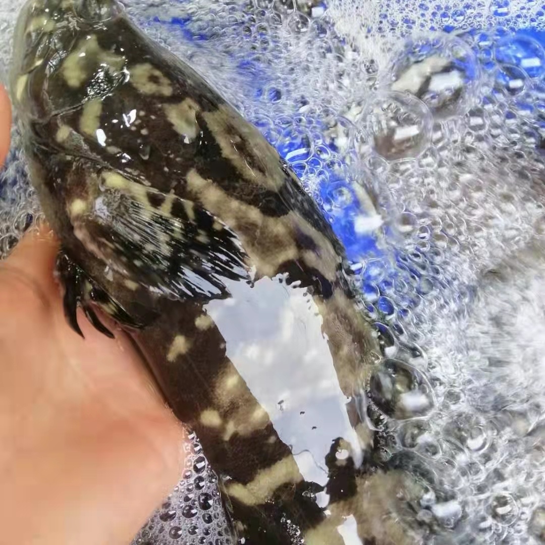 石斑鱼3斤1-3条活体急冻鲜活东星斑龙龙胆芝麻斑鱼