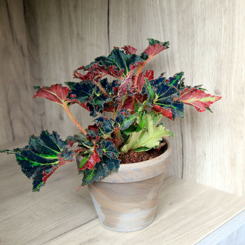 网红霹雳秋海棠begoniabreakdance进口室内绿植花卉绿植