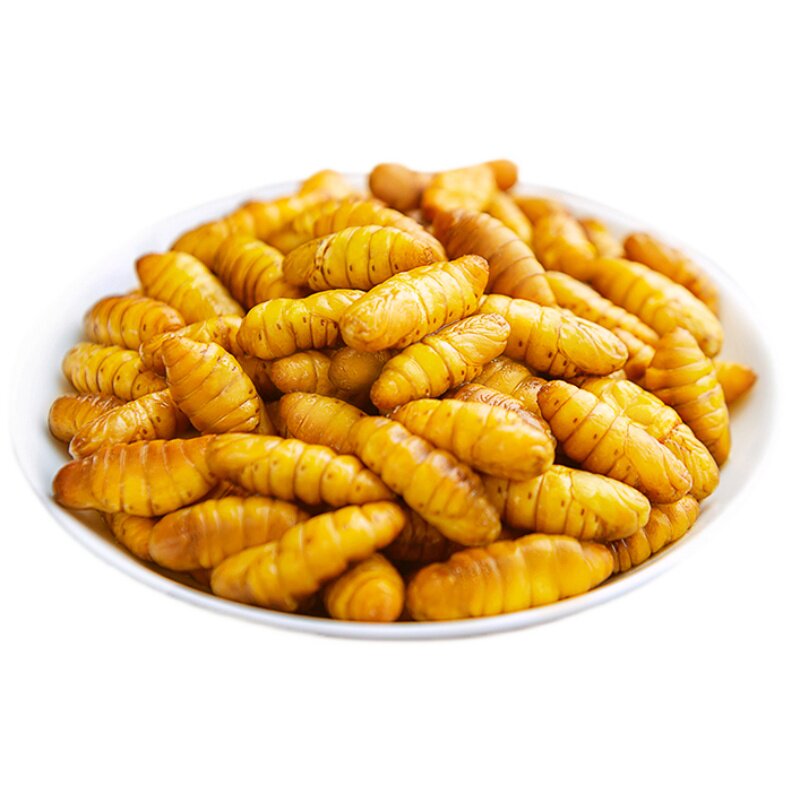 蚕蛹鲜活金丝新鲜特级茧蛹生烧烤蛹幼虫钓鱼山东其它生肉制品