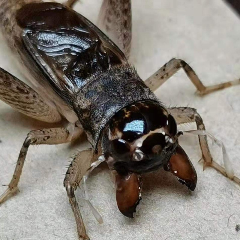宁津山东善斗三尾鸣虫凶狠野生虫斗蟋蟀活虫蟋蟀
