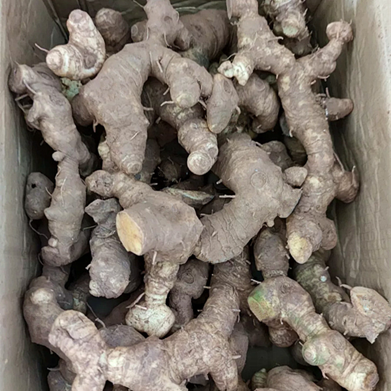 新鲜黄精中药材正品鸡头500g生药食用煲汤种植黄精
