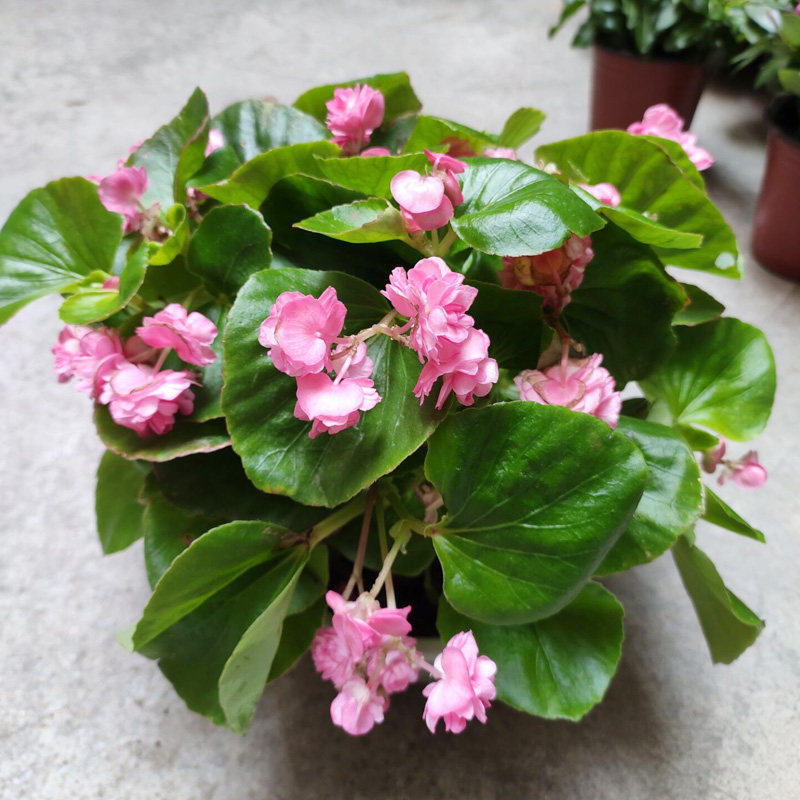 球根秋海棠四季重瓣花卉鳟鱼金花大花非常容易花卉