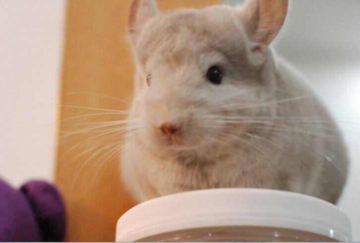 4个月金色活体龙猫dd出留档龙猫