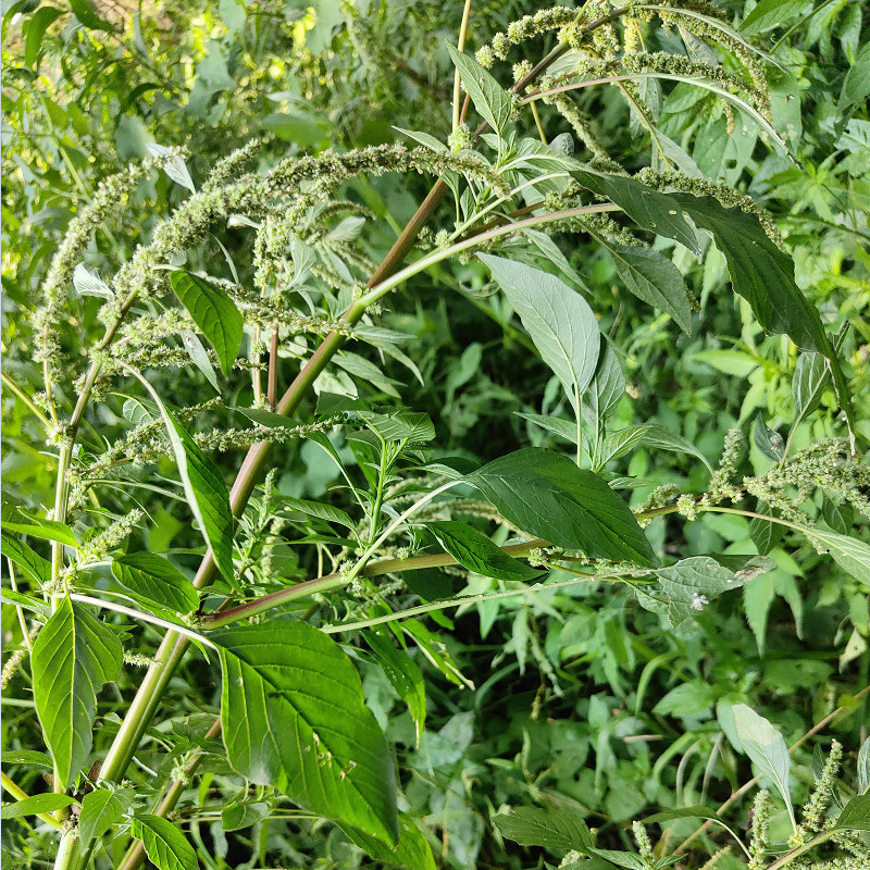 新鲜野生红梗刺苋菜根红刺苋根刺苋头苋菜刺簕头其他药食同源食品