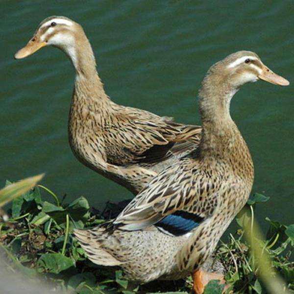 番鸭鸳鸯鸭洋绿头鸭蛋花边鸭青头杂交麻鸭金锭动物种苗